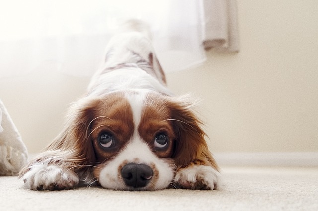 Köpeğinizin Gizli Çığlığı: Anksiyeteyi Tanıyın ve 7 Doğal Yöntemle Huzura Kavuşturun
