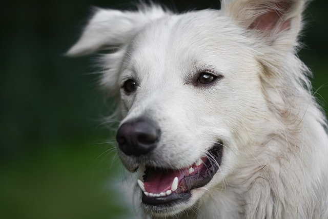 Köpeğinizin Tüy Dökme Sorununu Çözmek İçin 5 Kanıtlanmış Yöntem: Evinizi Tüylerden Kurtarın!