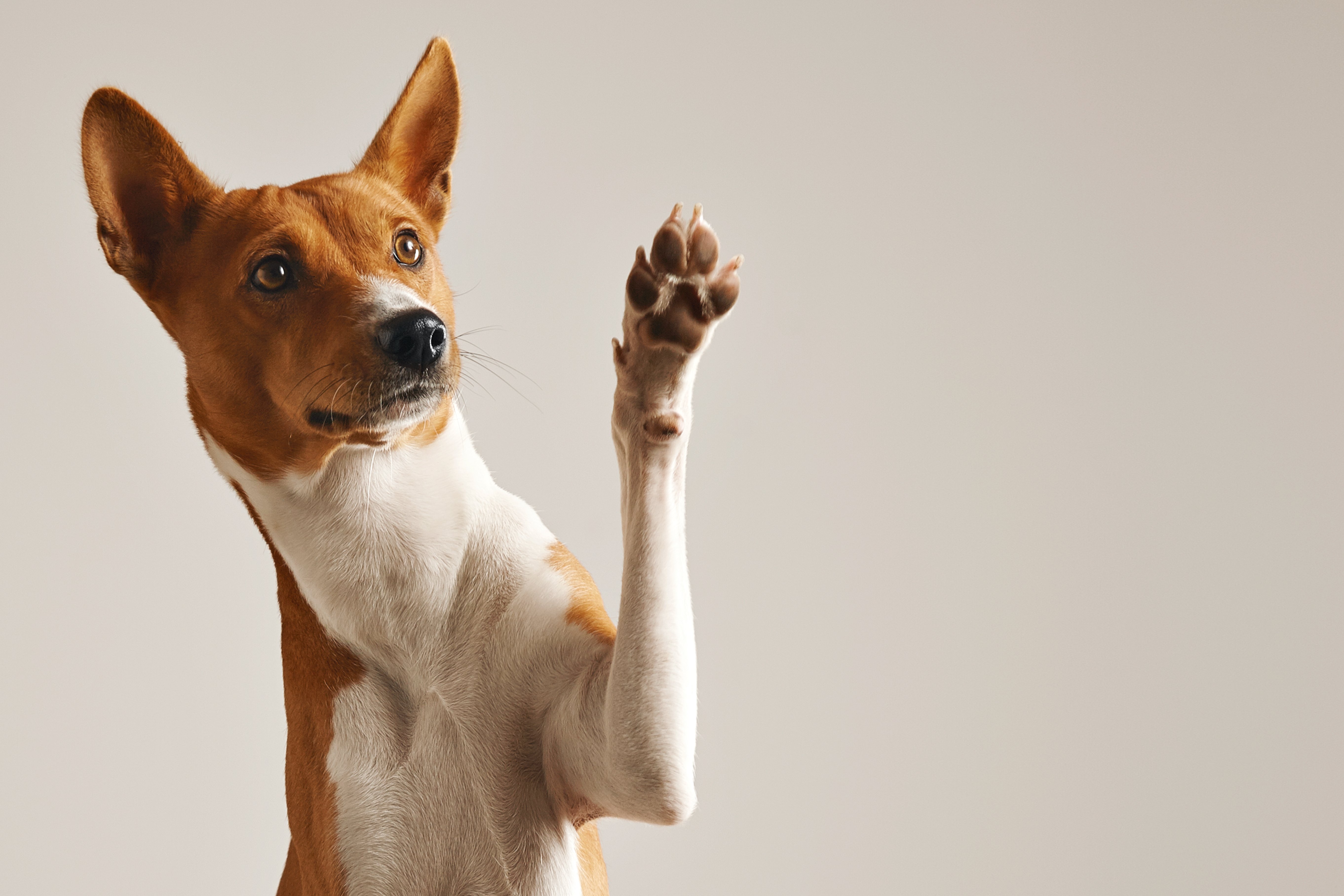 Köpek Bag: Seyahat ve Günlük Kullanım İçin Pratik Taşıma Çantaları