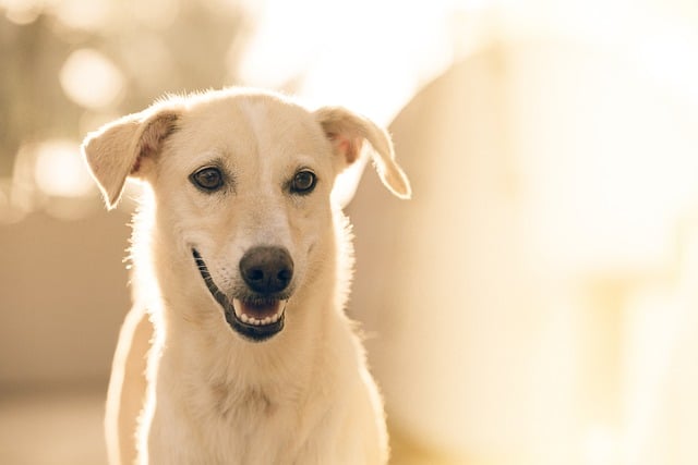 Köpek Pireleri İnsana Geçer mi?