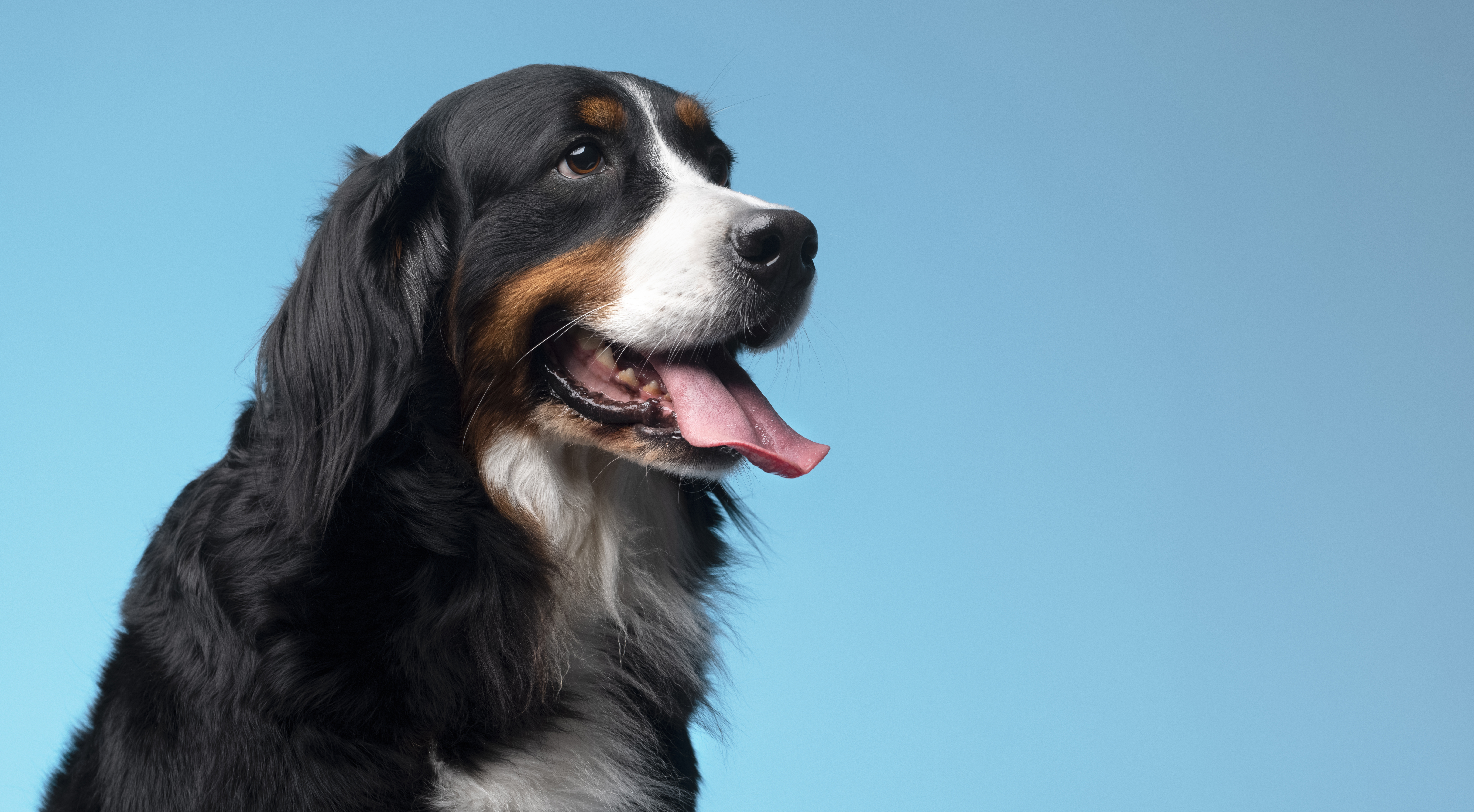 Köpek Tüy Spreyi: Parlak, Sağlıklı ve Kolay Tarama İçin Bakım Çözümü