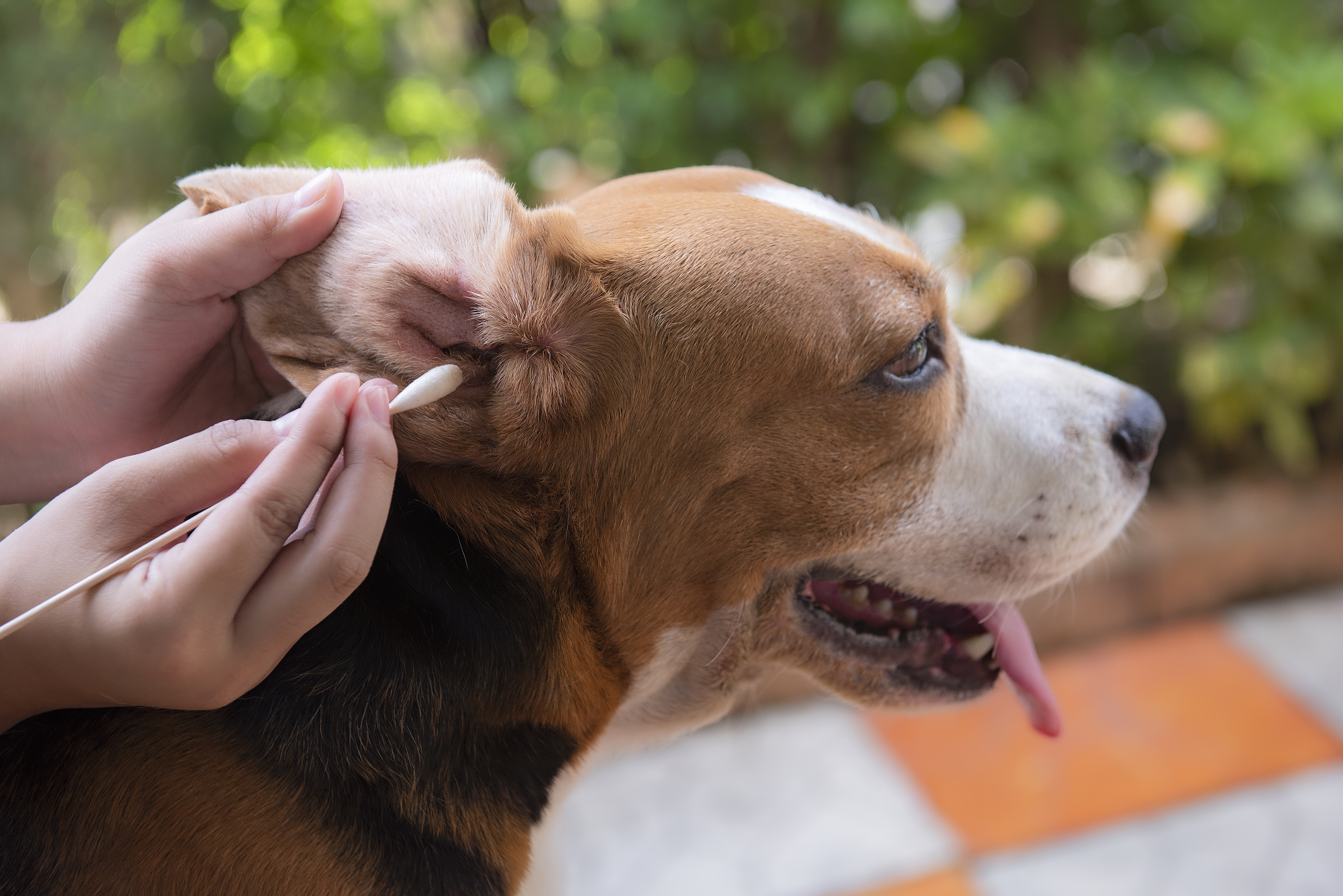 Köpeklerde Kulak İltihabına Ne İyi Gelir: En Etkili Tedavi ve Koruma Yöntemleri