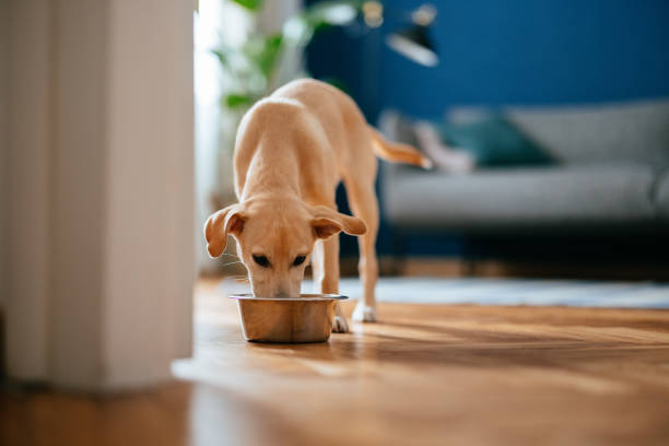 Kuru Köpek Maması Nasıl Saklanır?