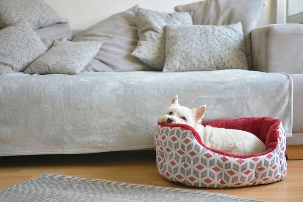 Mükemmel Köpek Yatağını Seçme Klavuzu: Köpeğinizin Konforu İçin 7 Uzman İpucu
