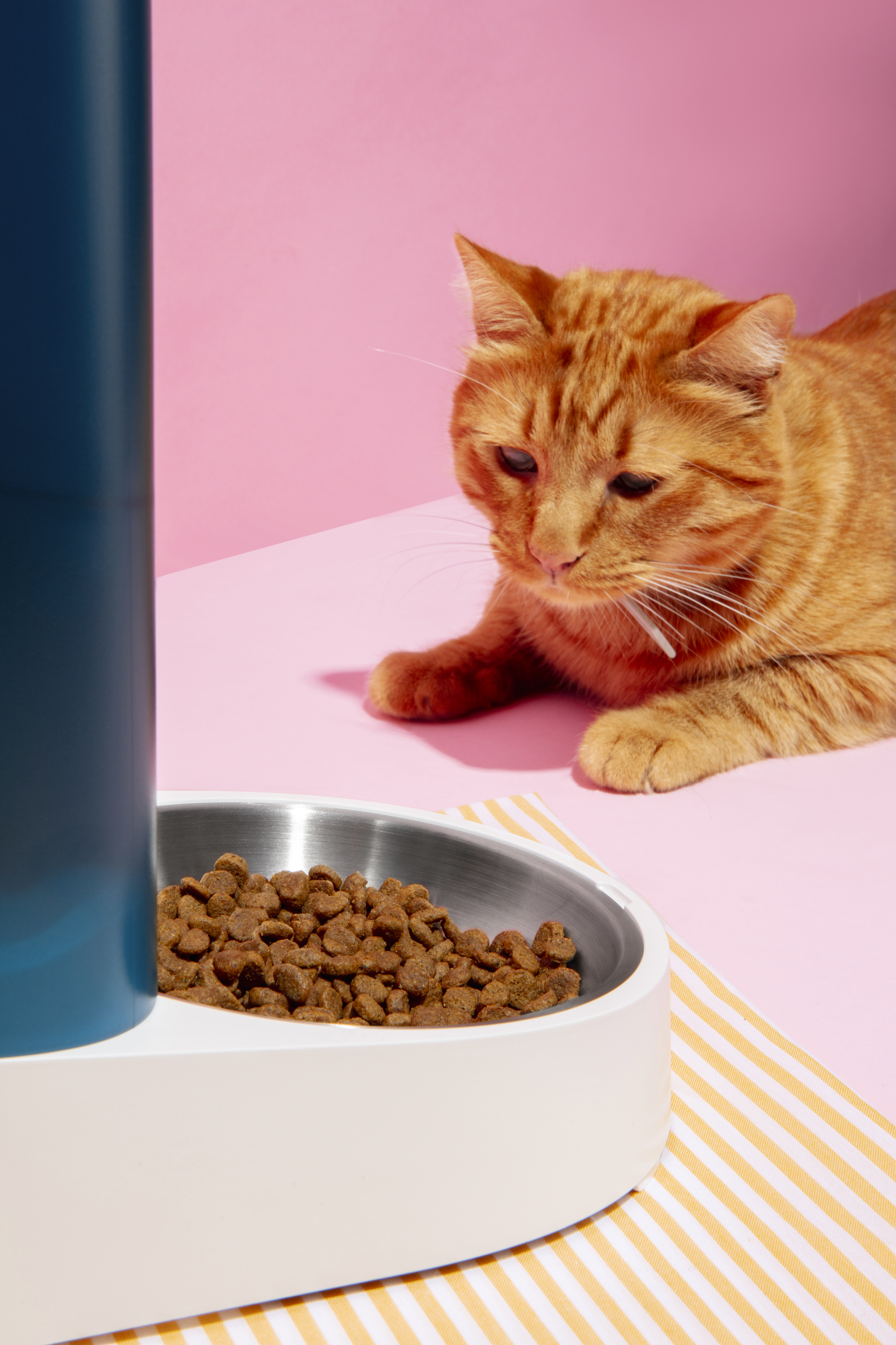Pro Plan Kısır Kedi Maması: Sağlıklı ve Dengeli Beslenme