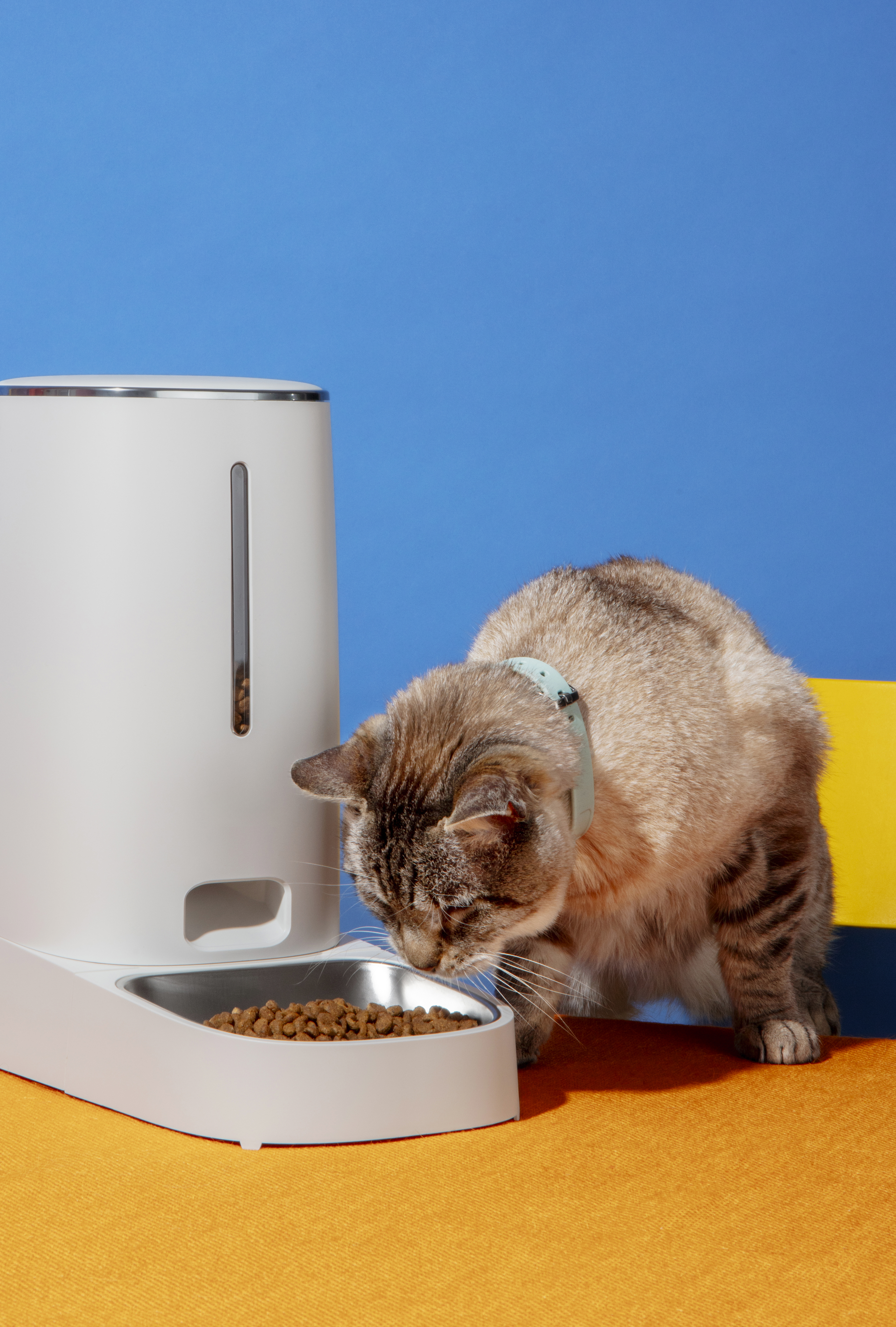Pro Plan Yavru Kedi Maması: Sağlıklı Gelişim İçin İdeal Beslenme Seçeneği