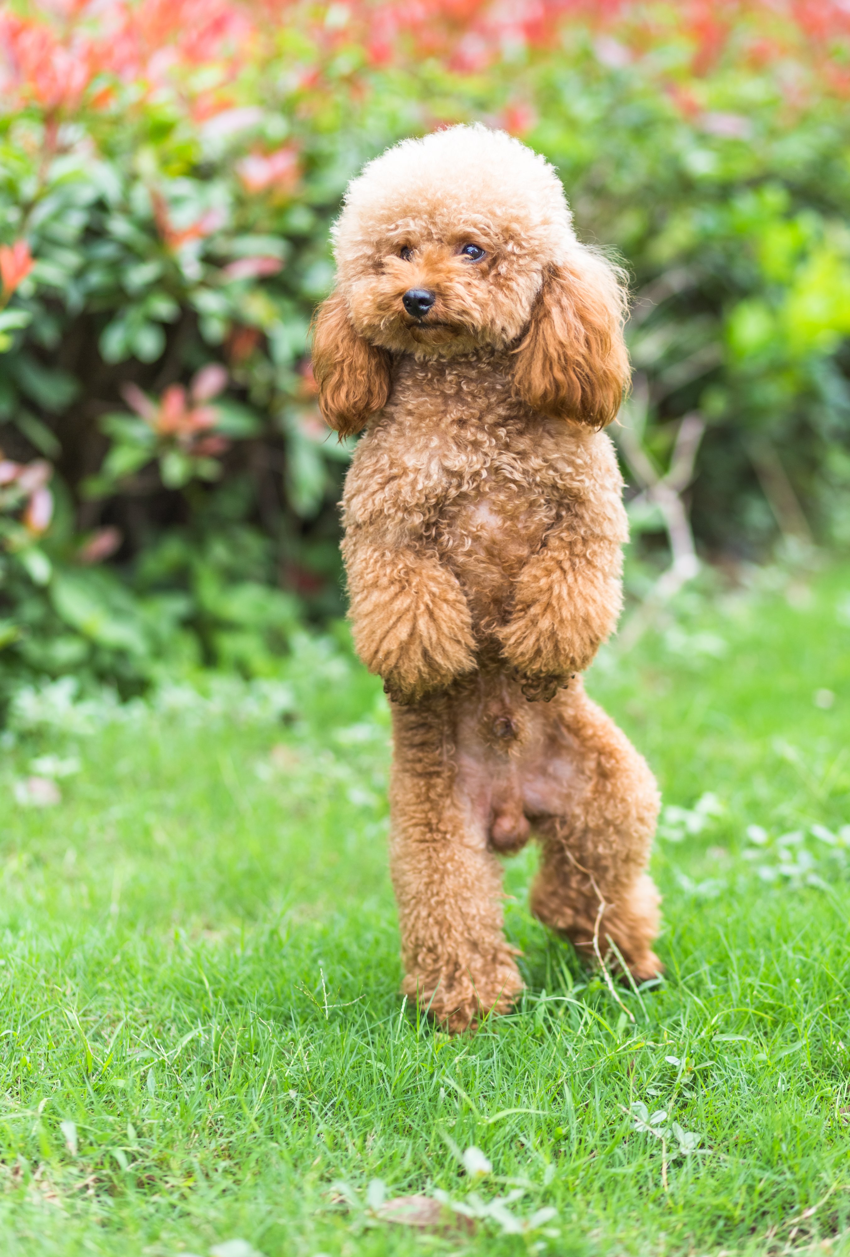 Toy Poodle Kulak Temizliği: Enfeksiyona Karşı Etkili ve Güvenli Yöntemler