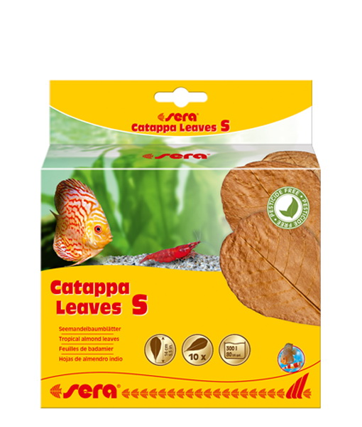 Sera Catappa Yaprağı 10 Adet 14 Cm 