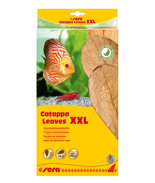 Sera Catappa Yaprağı 10 Adet 32 Cm 