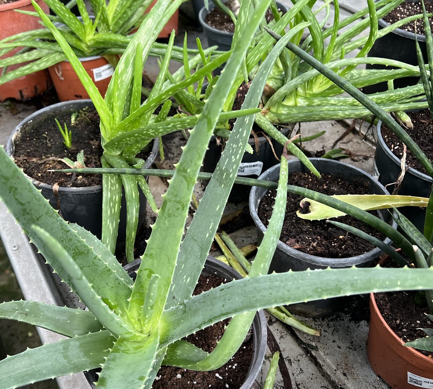 aloe vera