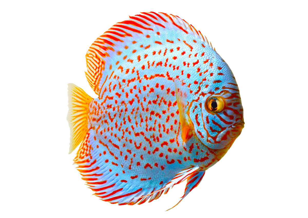 Discus Balığı