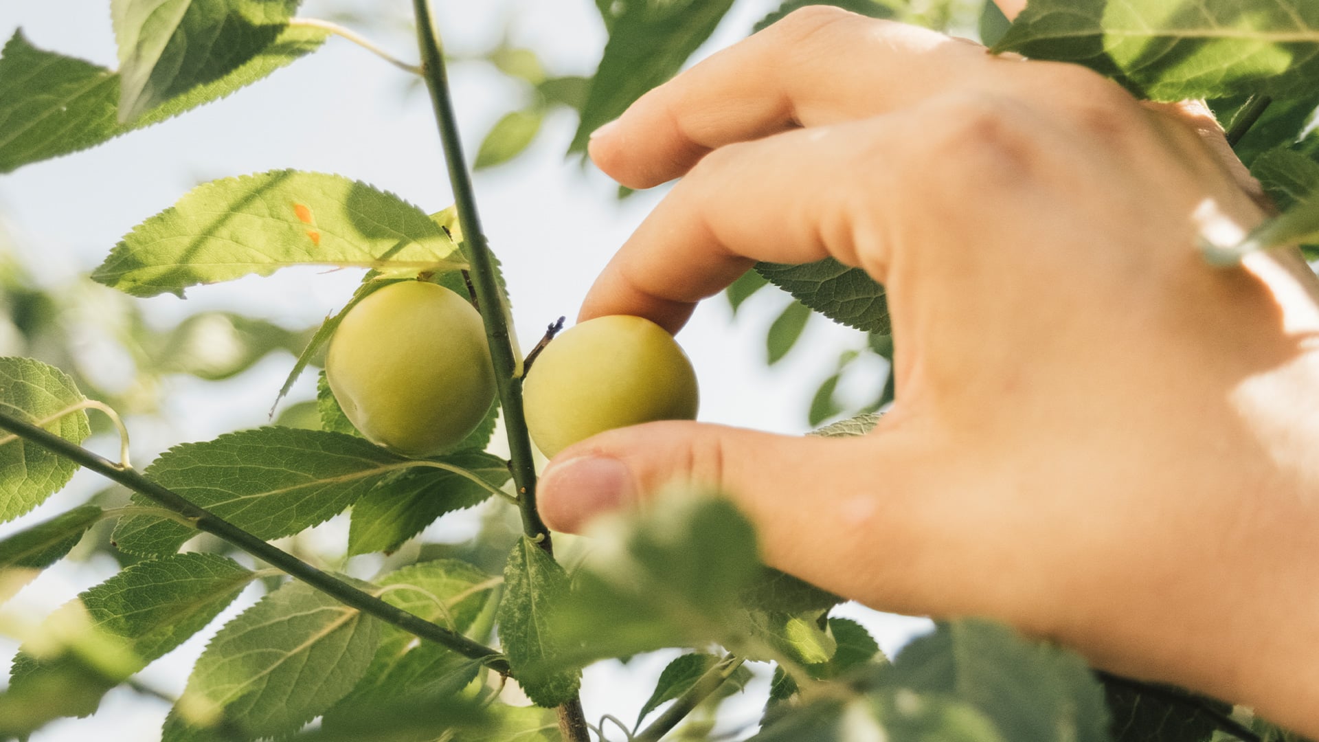 Zeytinyağının Yolculuğu: Zeytin Dalından Sofraya