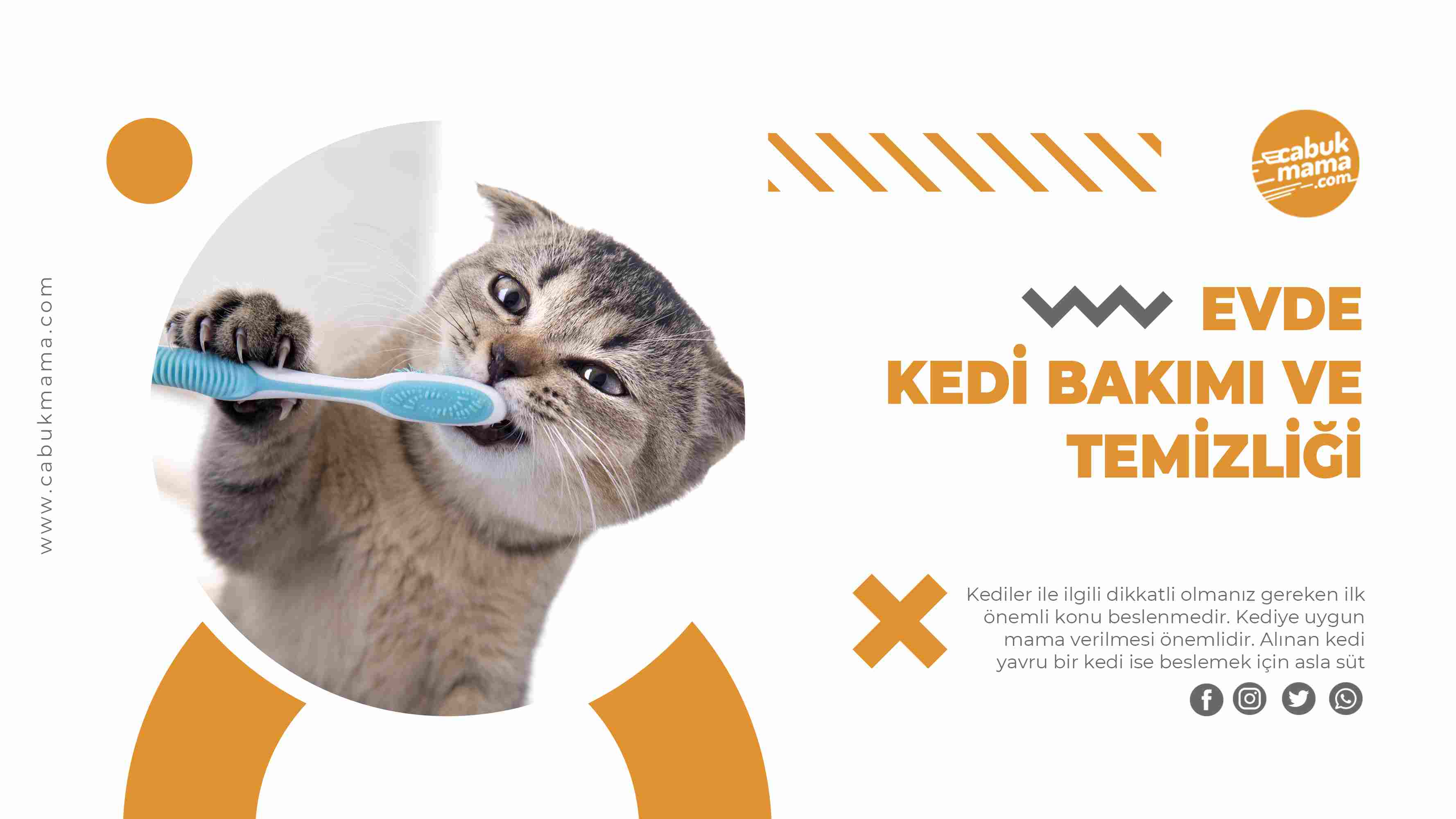 Kedi bakımı ve temizliği
