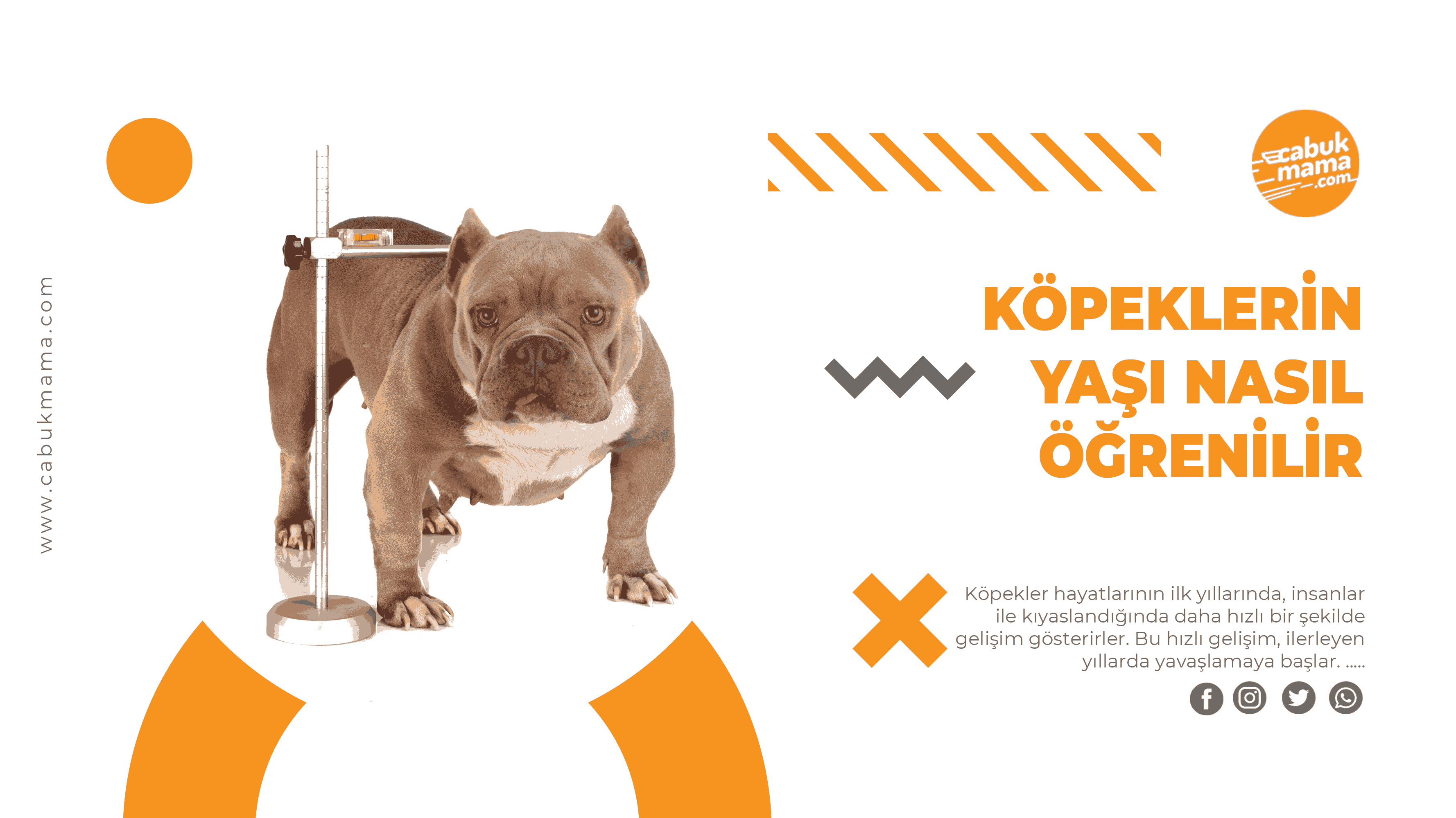 Blog | Kedi, Köpek Mama & Pet Shop Ürünlerinde %30 İndirim | Çabuk Mama