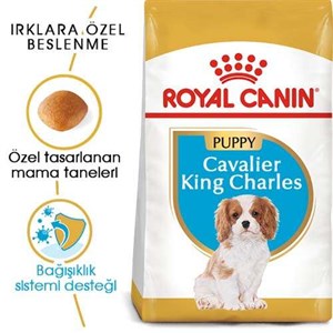 Royal Canin Junior Cavalier King Charles Yavru Köpek Maması - 1,5 Kg