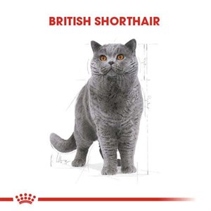 Royal Canin British Shorthair Yetişkin Kedi Maması - 2 Kg