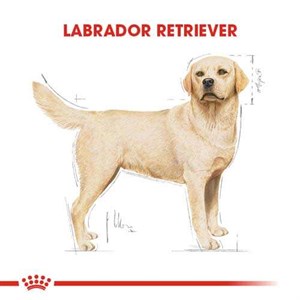 Royal Canin Labrador Retriever Irk Köpek Maması 12 Kg