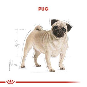 Royal Canin Pug Yetişkin Köpek Maması - 1,5 Kg