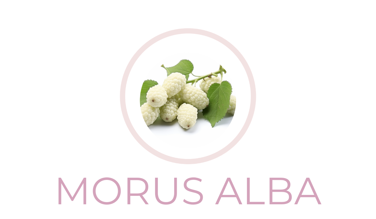 Morus Alba