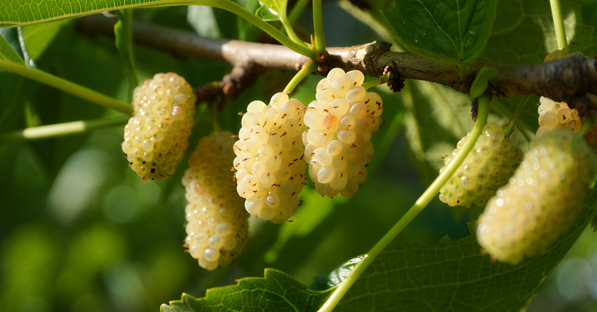 Morus Alba