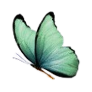 Repure Kelebek