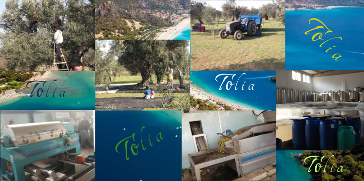 Zeytin Hasadı ve Toplama Teknikleri