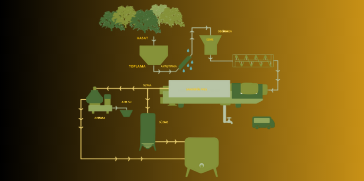 Zeytinyağı Üretim Aşamaları