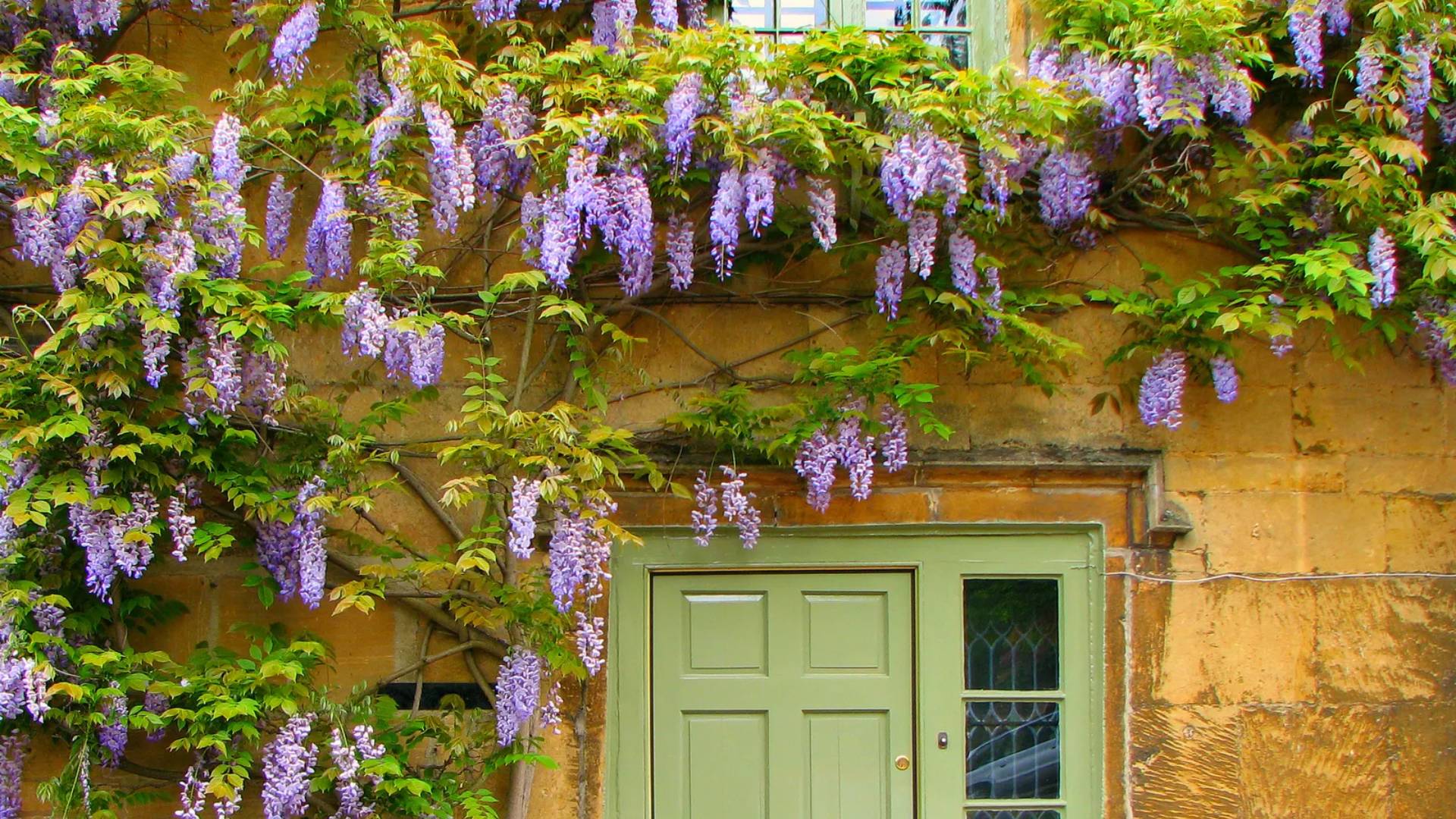 Mor Salkım (Wisteria)