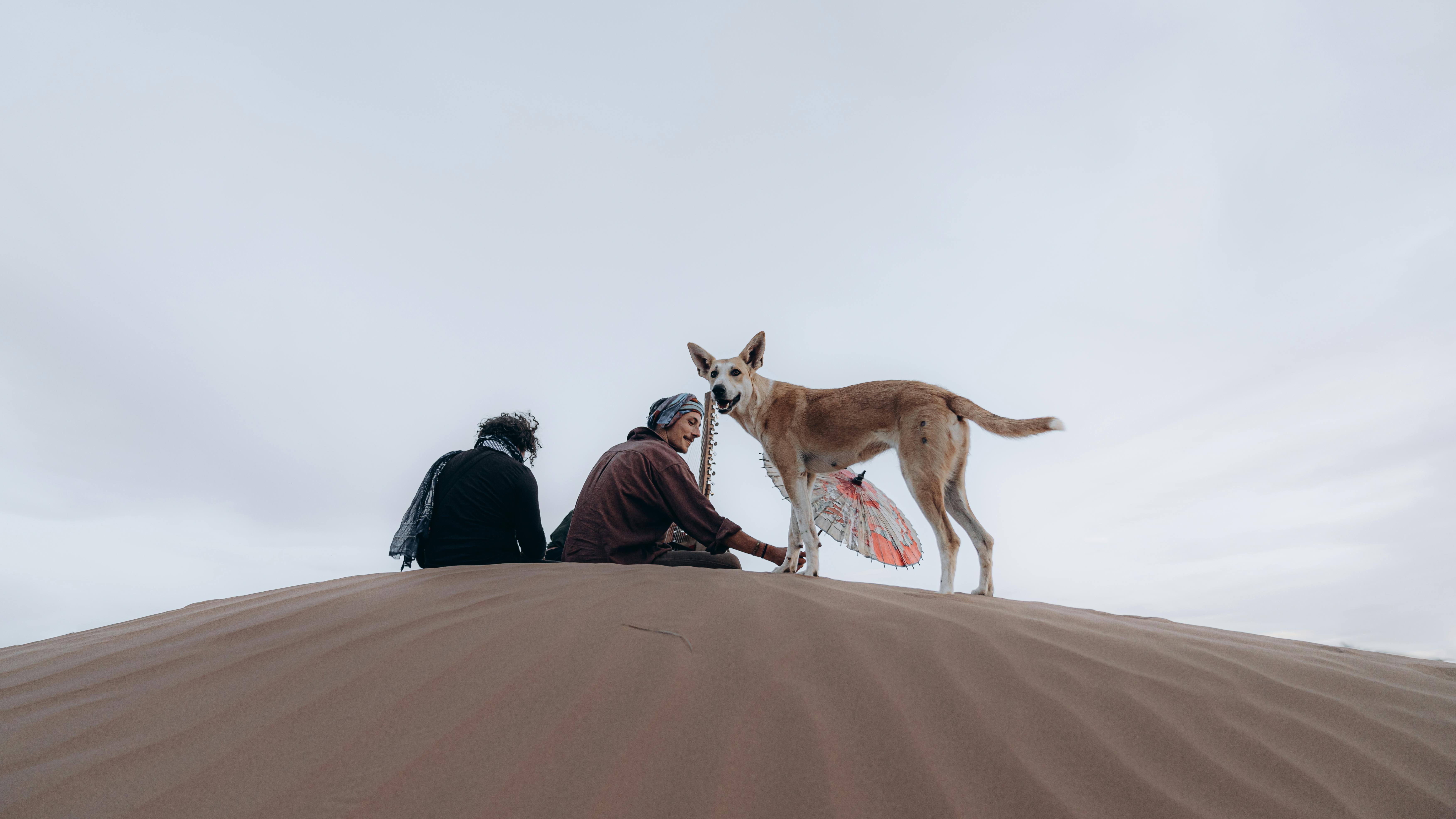 2025 Türkiye’den İngiltere’ye Kedi ve Köpekle Gitmenin Koşulları, Belgeler ve Ücretler