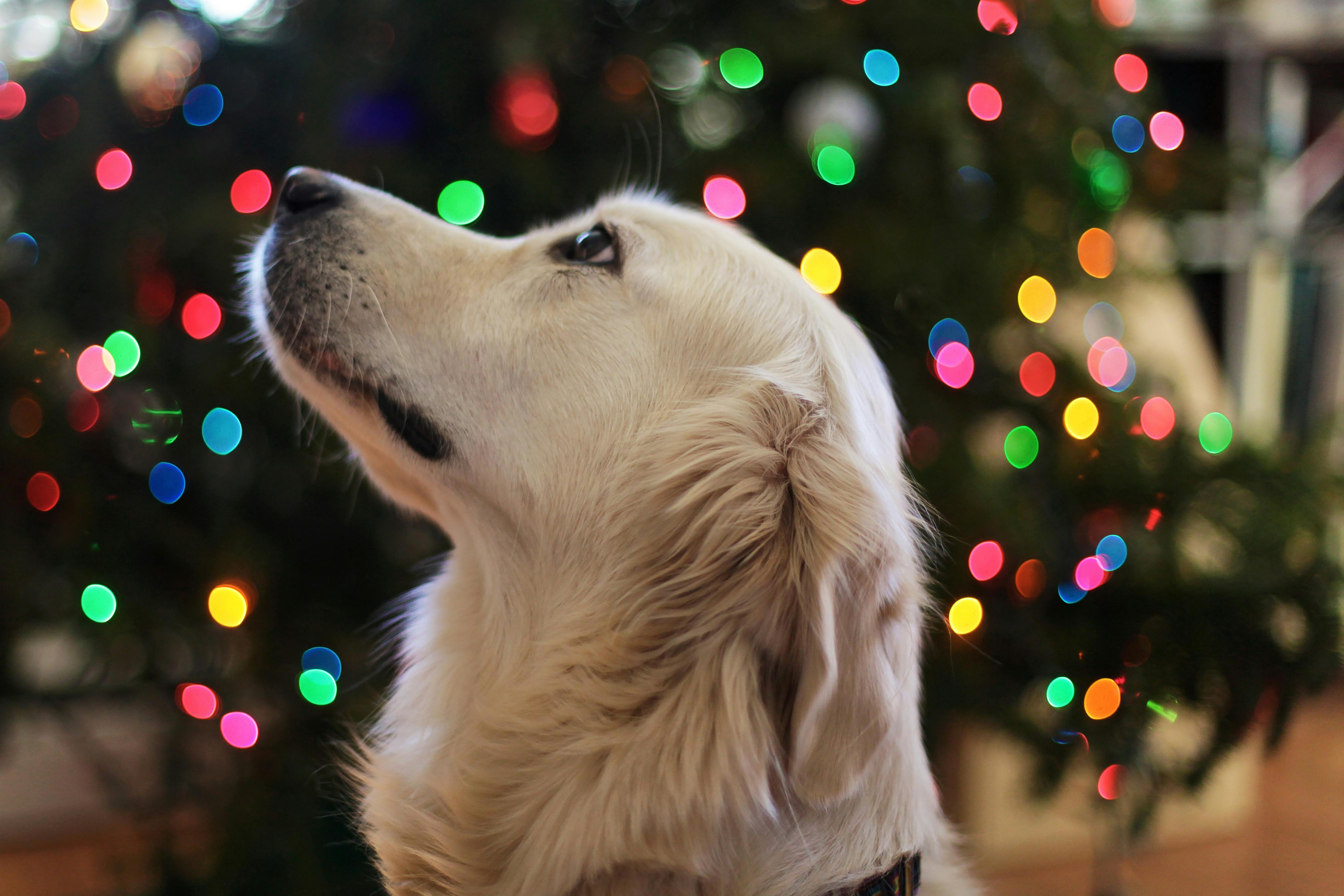 2025 Yılında Köpek ve Kedi Kısırlaştırma Ücretleri: Bilmeniz Gereken Her Şey