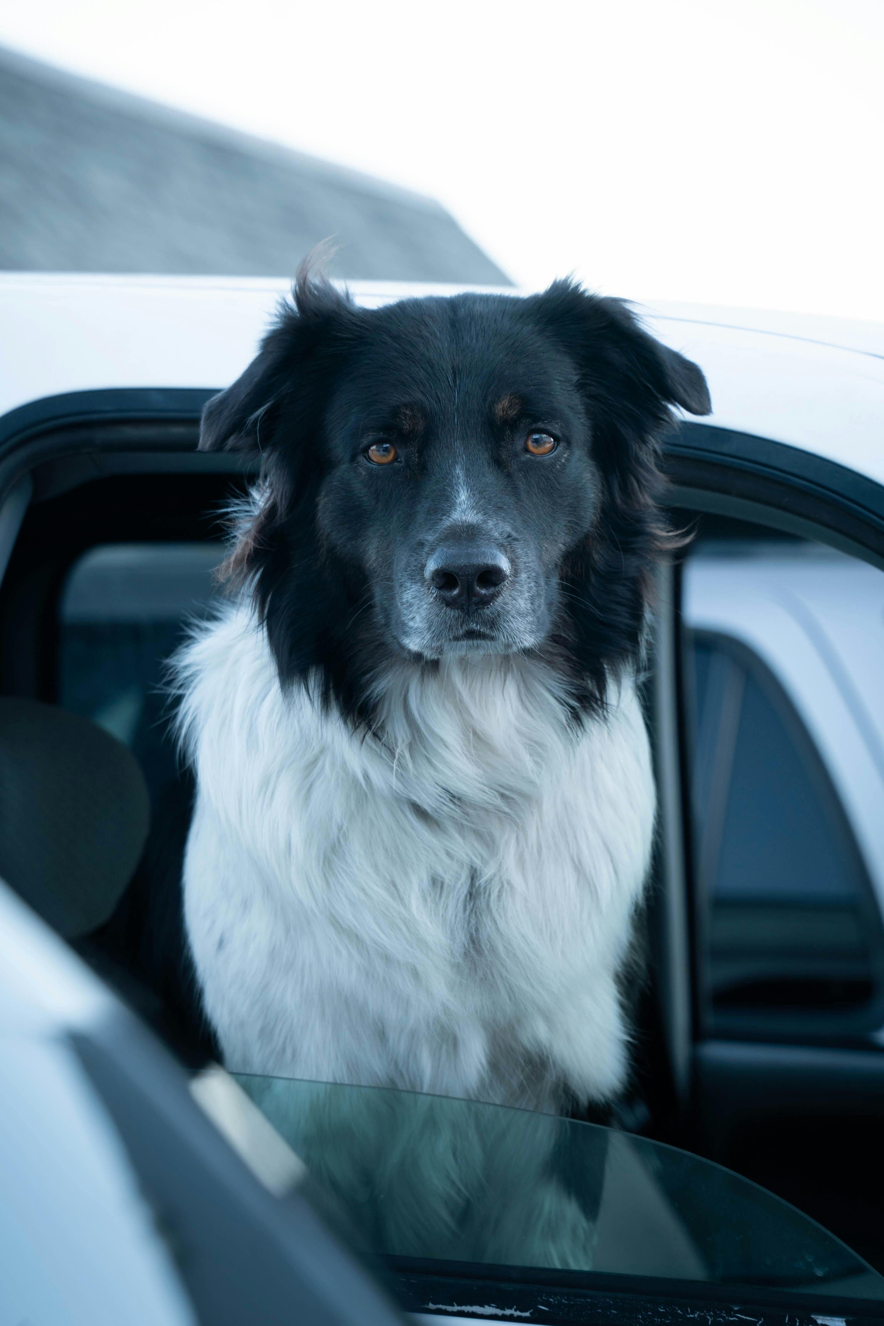 2025 Yılında Türkiye’den Fransa’ya Kedi ve Köpekle Gitmenin Koşulları, Belgeler ve Ücretler