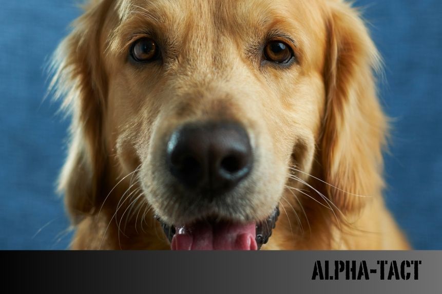 Akıllı Mama ve Su Kapları: Köpekler İçin Yeni Nesil Beslenme Çözümleri
