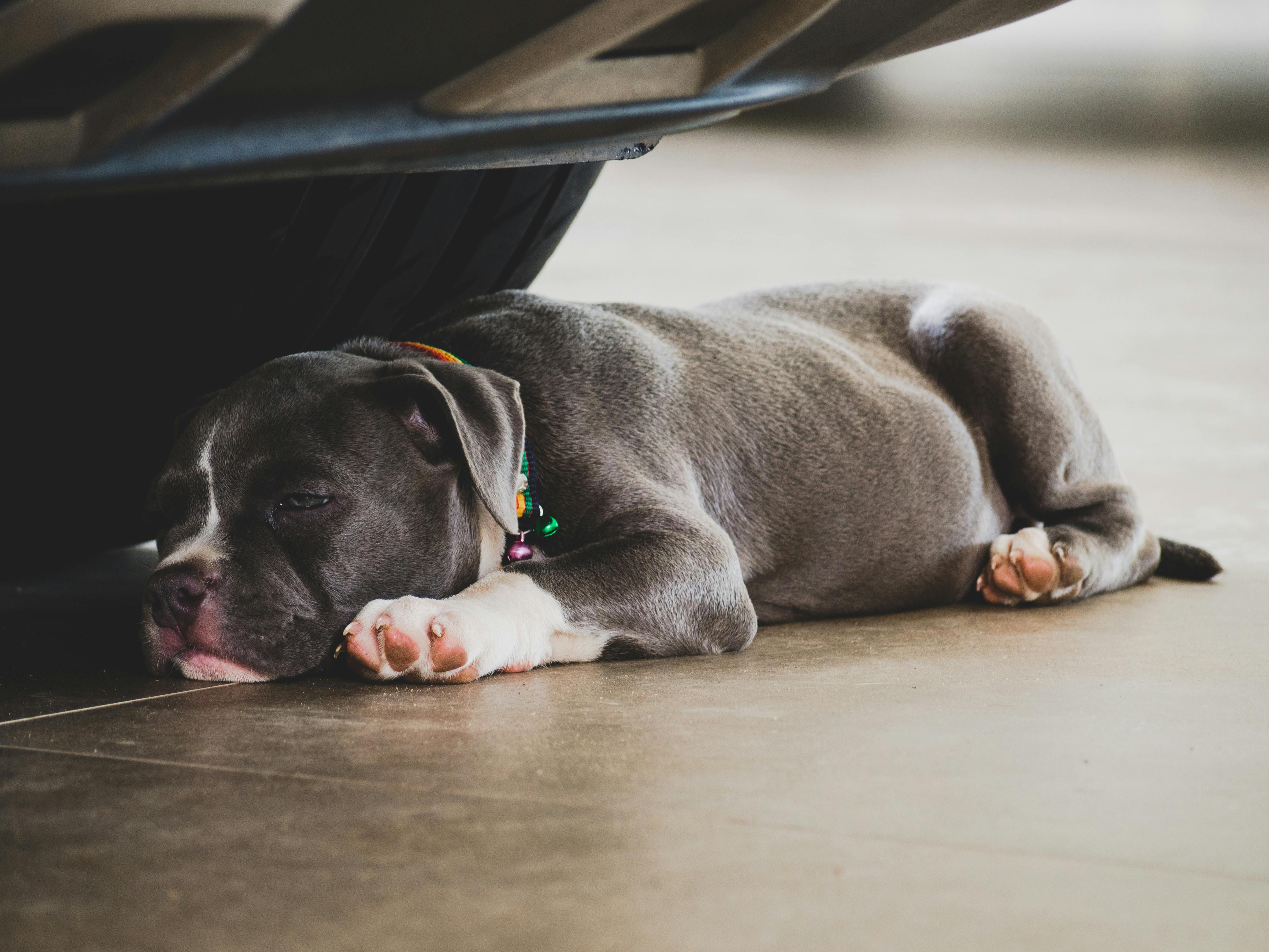 American Bully ve Yavru Bakımı: Sağlıklı ve Mutlu Bir Gelecek İçin İpuçları