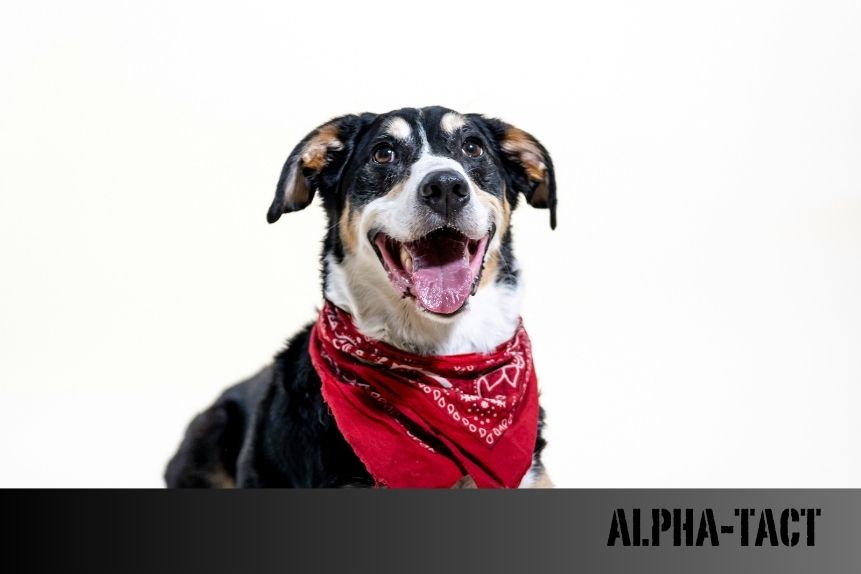 Askeri ve Polis Köpekleri İçin Kullanılan Özel Ekipmanlar