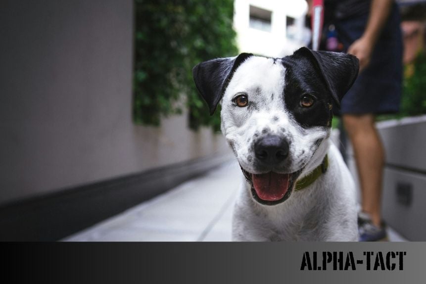 Av Köpekleri İçin En Uygun Tasma ve Göğüs Tasması Seçenekleri