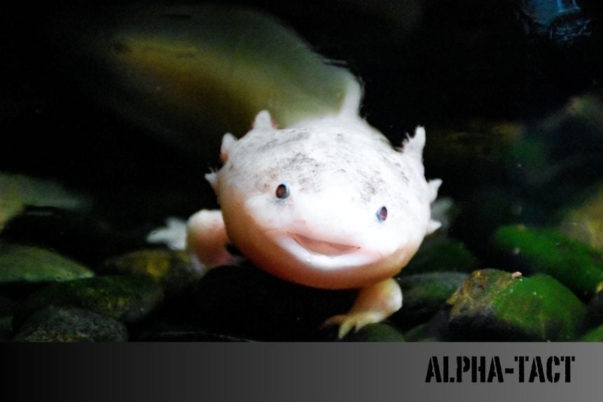 Axolotl Nedir? Tüm Yönleriyle Axolotl Hakkında Bilmeniz Gerekenler