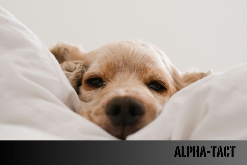Bahçeden Bakılacak Köpekler: Hangi Irklar Dış Mekanda Daha Mutlu Olur?