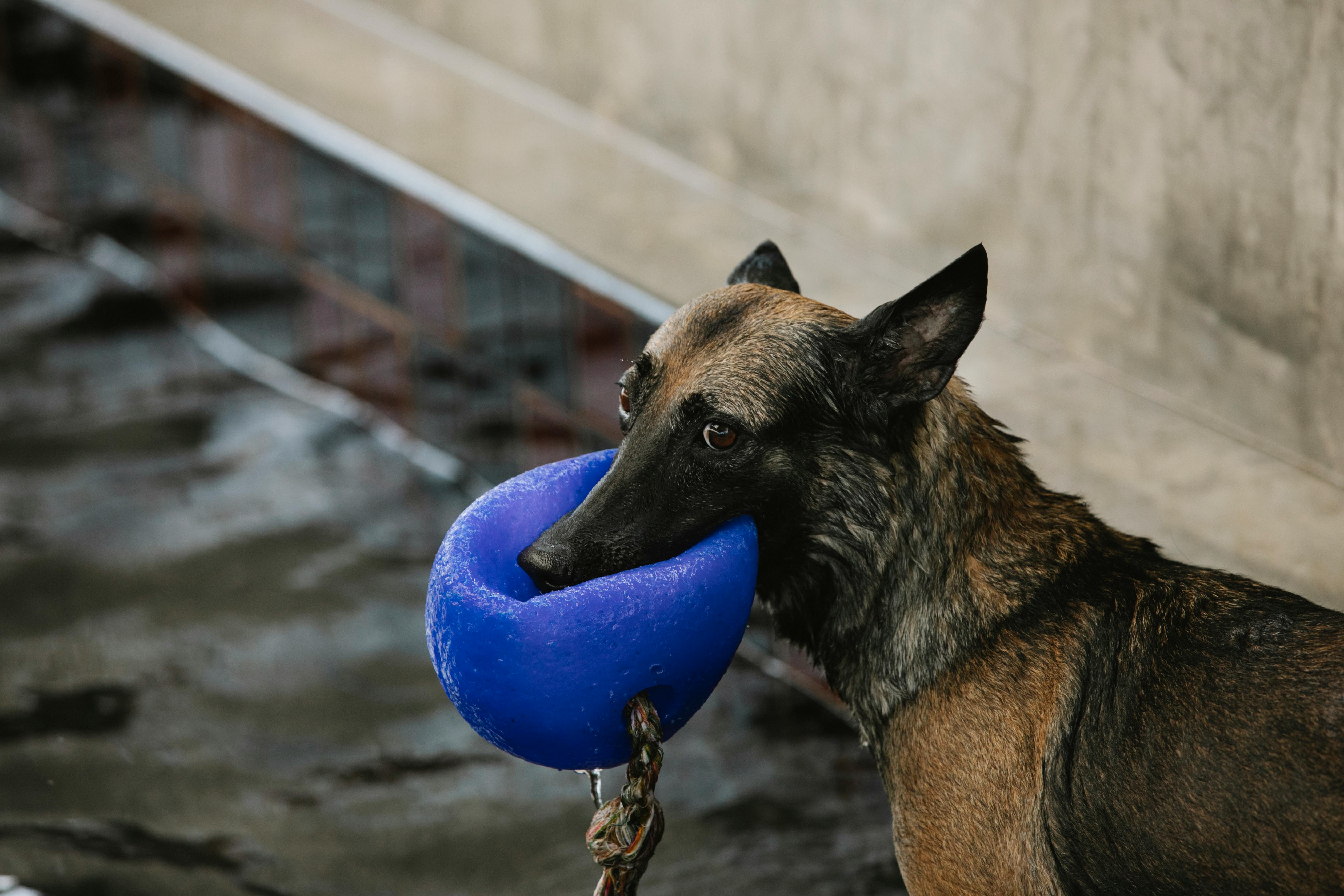 Belçika Malinois Köpeği ve Yavrusu: Sadakat ve Çalışkanlık Simgesi