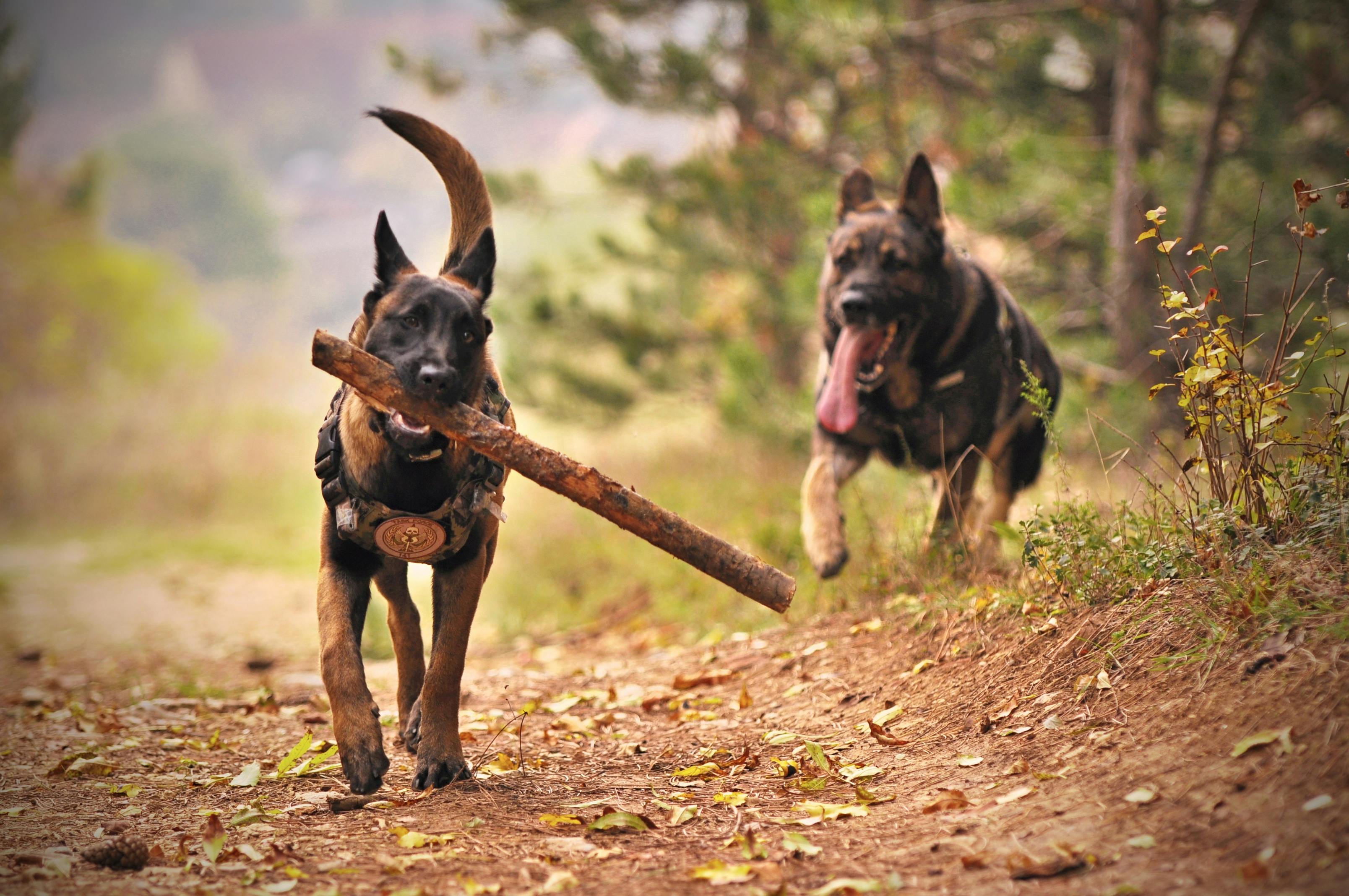 Belçika Malinois: Kusursuz Bir Çalışma Köpeği ve Sadık Bir Arkadaş