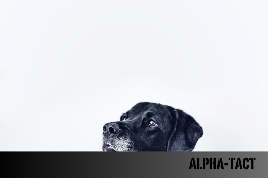 Benadryl Köpeklere Verilir mi?