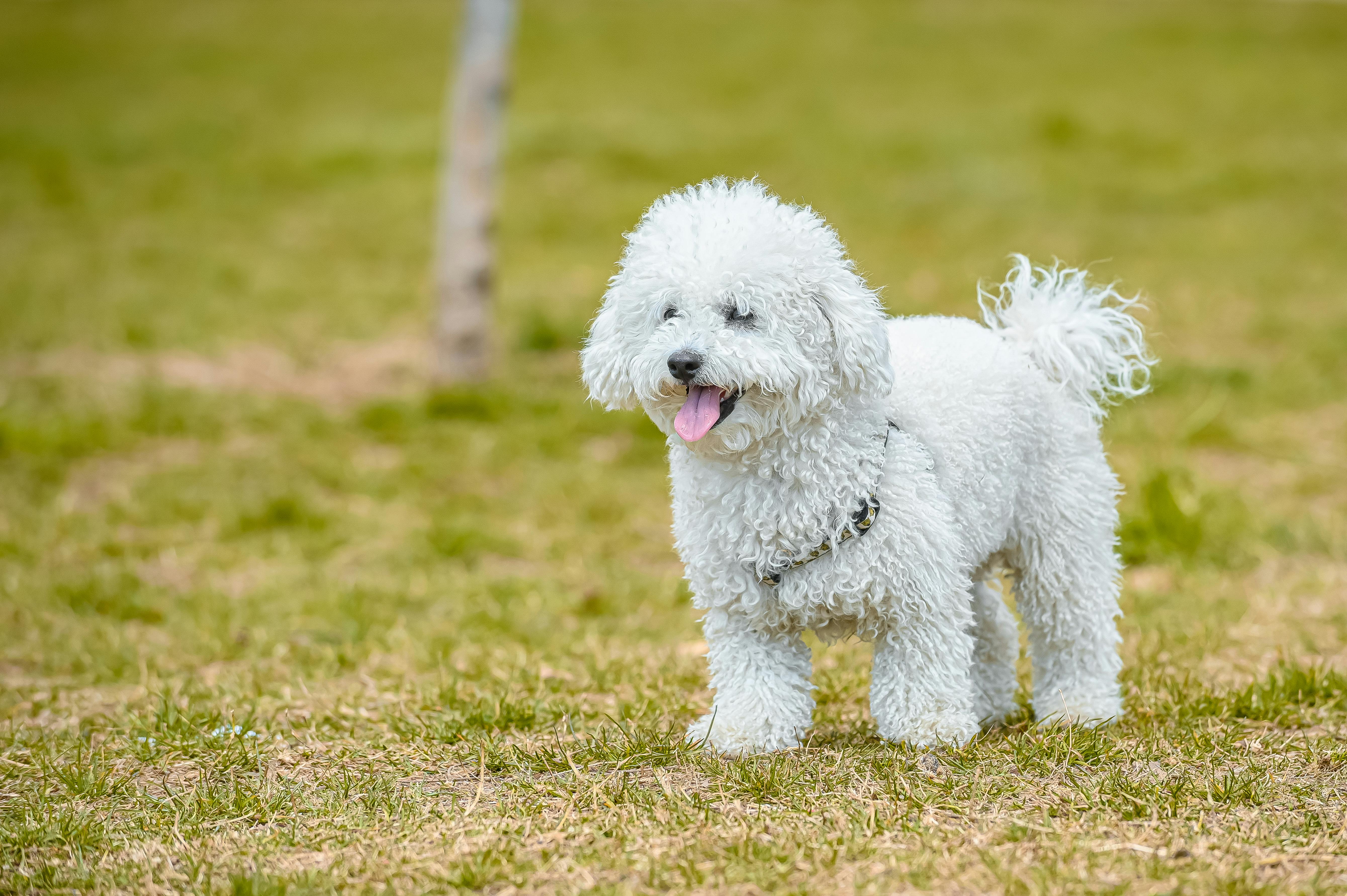 Bichon Bolognese ve Yavrusunun Bakımı: Sevimliliği ve Sadakatiyle Tanınan Bir Irk