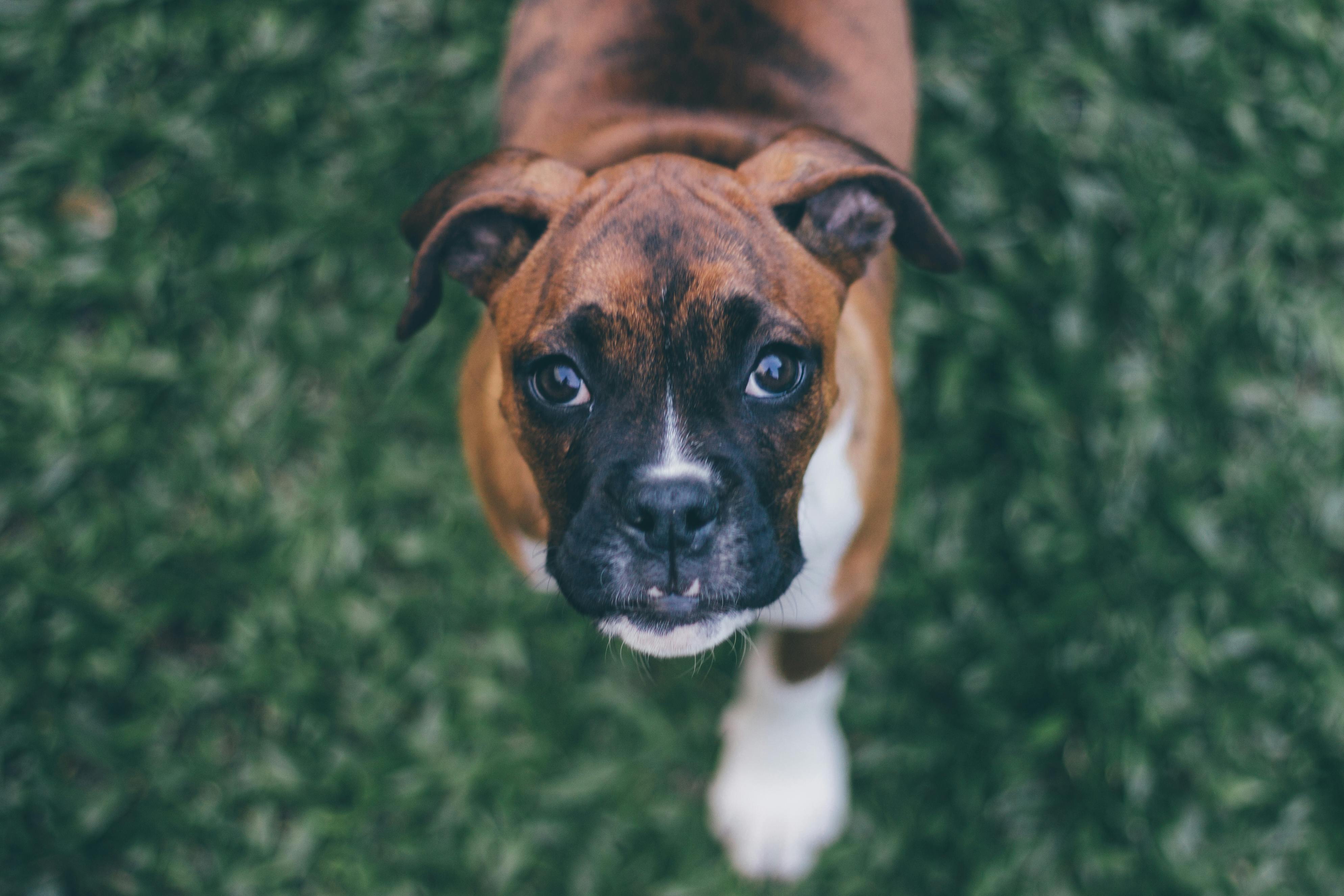 Boksör Köpek: Özellikleri, Bakımı ve Eğitimi