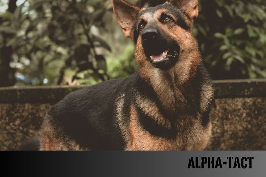 Büyük Irk Köpekler İçin En Uygun Egzersiz ve Antrenman Yöntemleri