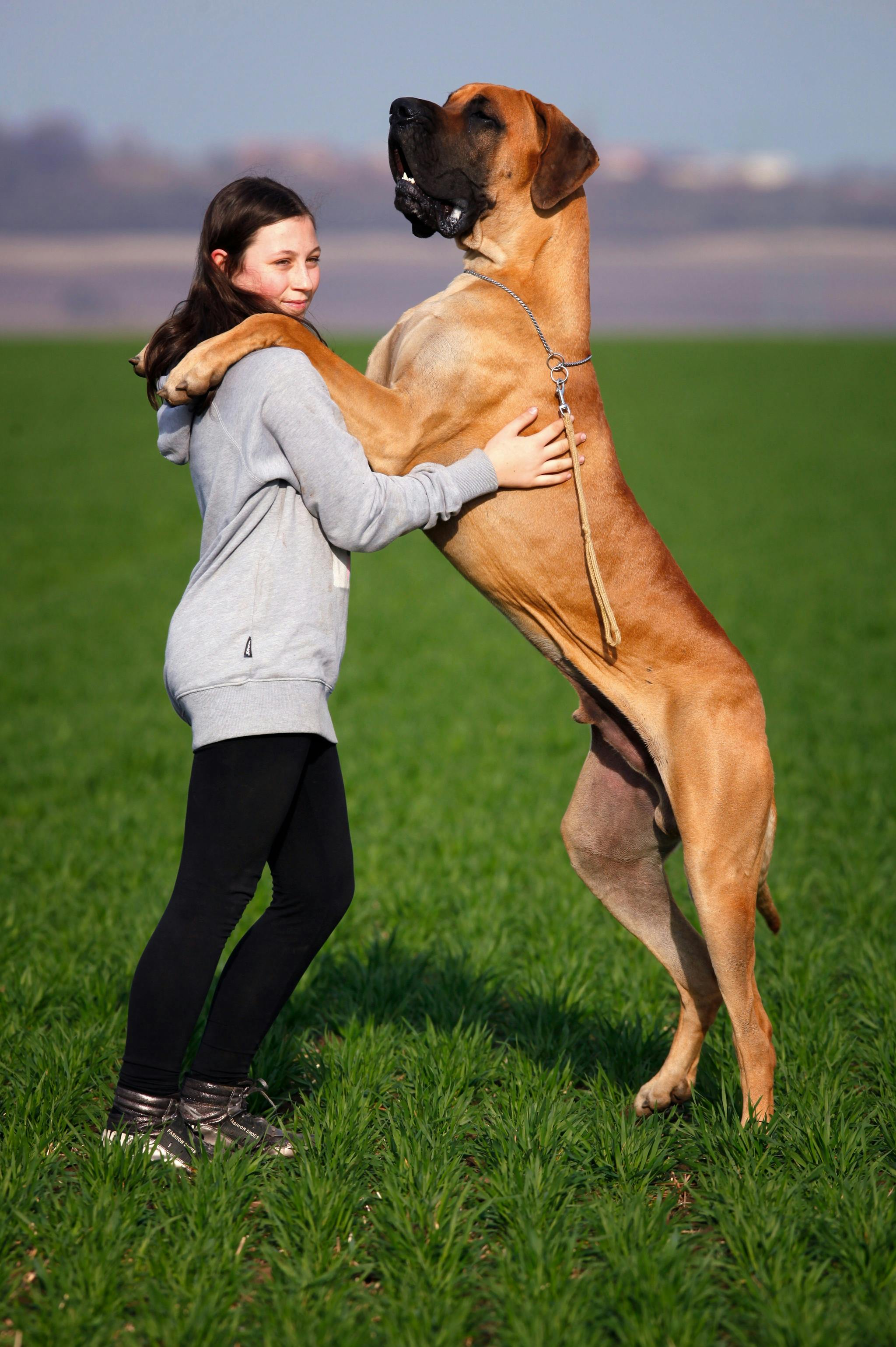 Büyük Irk Köpekler ve Çocuklar- Güvenli Bir Etkileşim Nasıl Sağlanır?