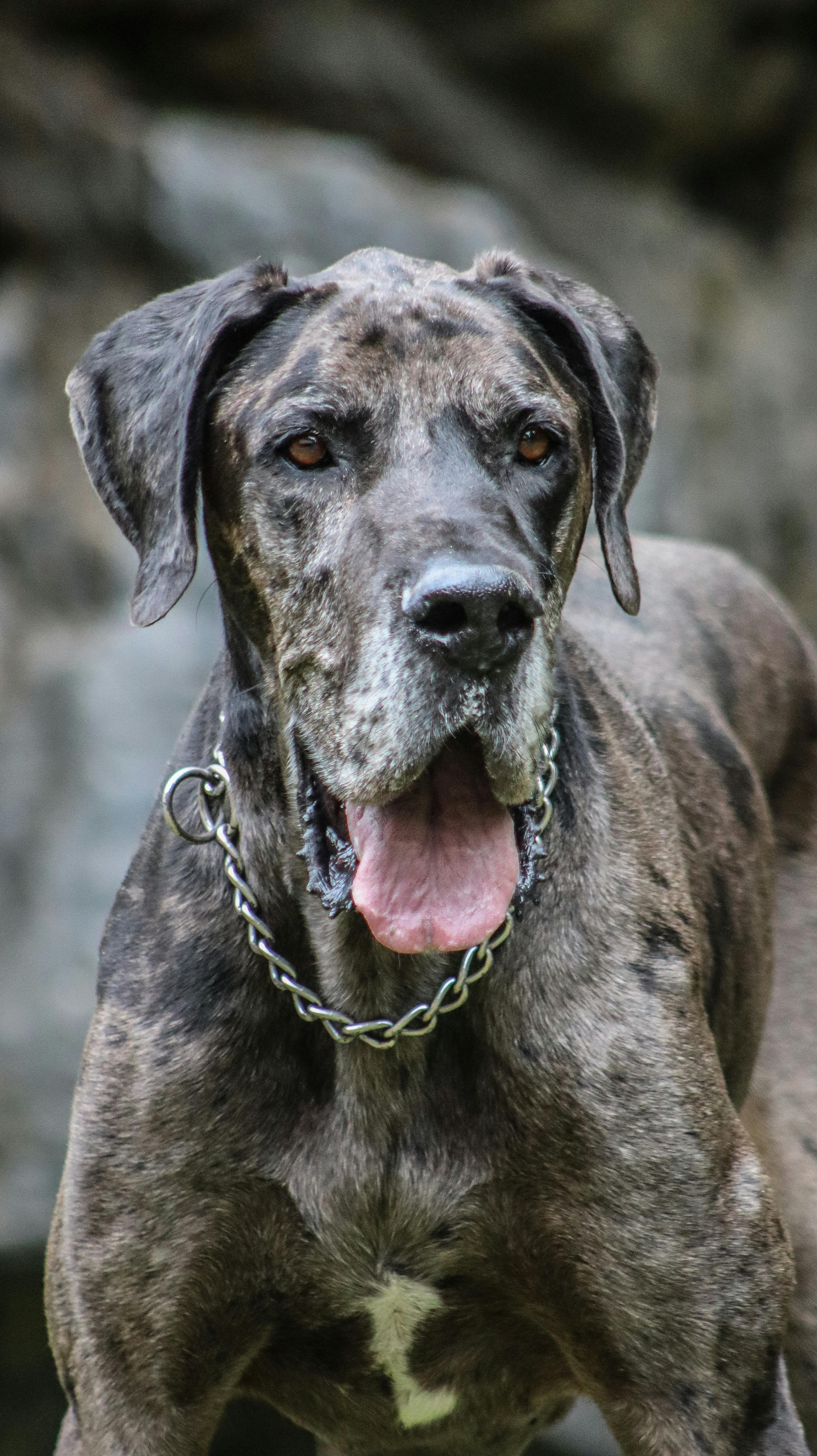 Büyük Irk Köpeklerin Eğitimi- Temel Komutlar ve Davranış Sorunlarıyla Başa Çıkma