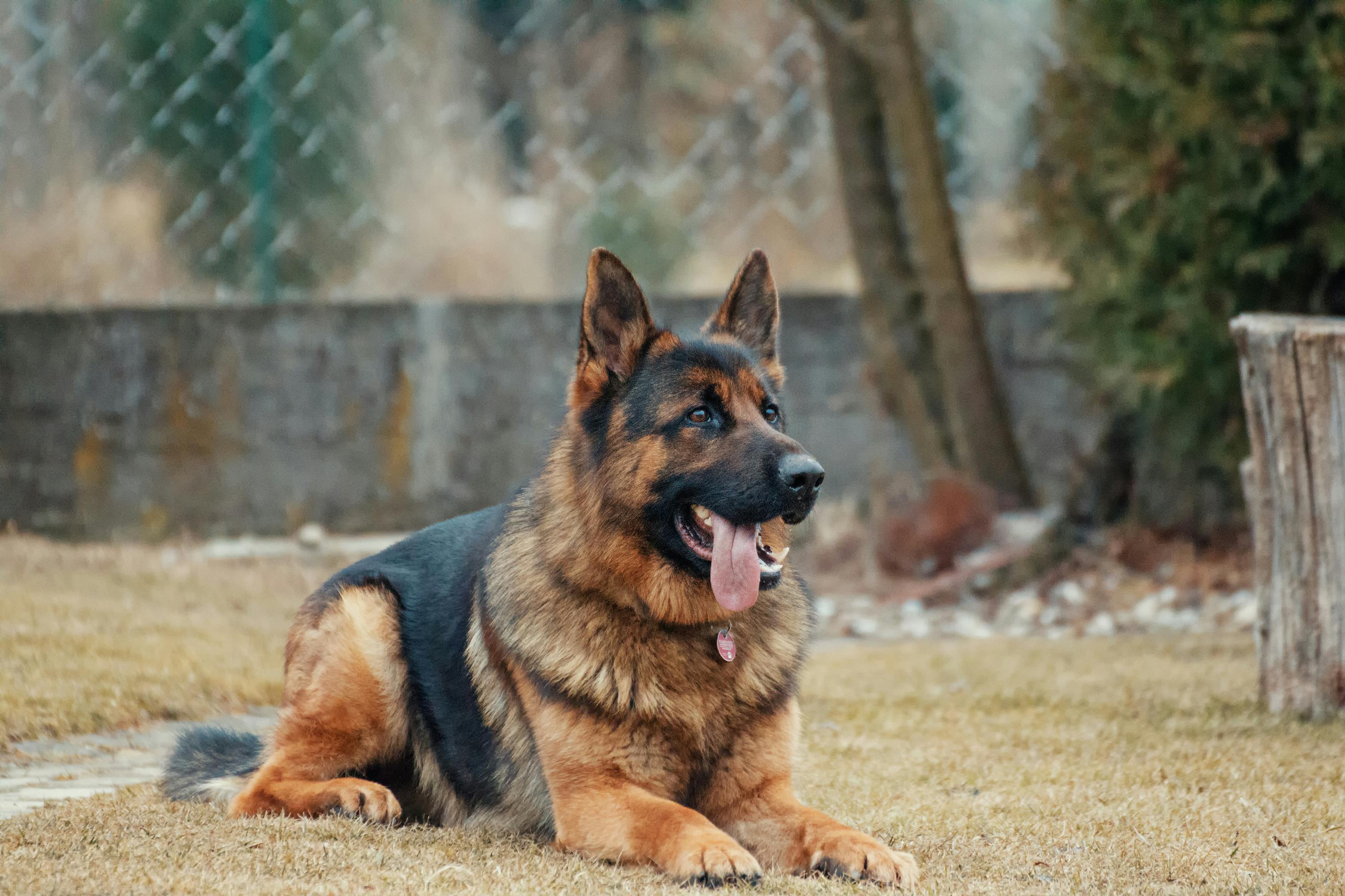 Büyük Irk Köpeklerin Egzersiz Gereksinimleri ve Aktif Bir Yaşam Tarzı