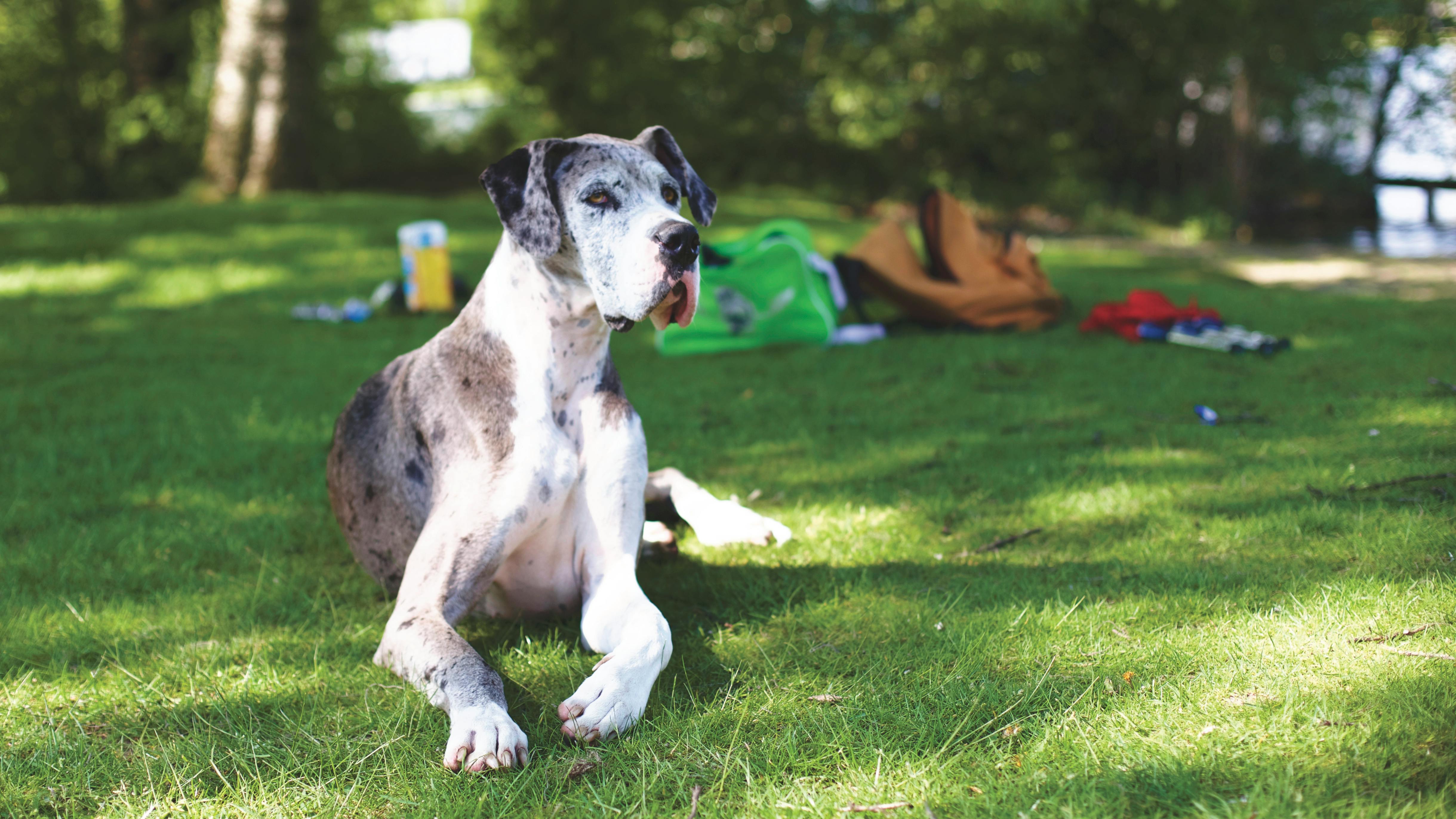 Büyük Irk Köpeklerin Ev İçi Uyumu ve Alan İhtiyaçları