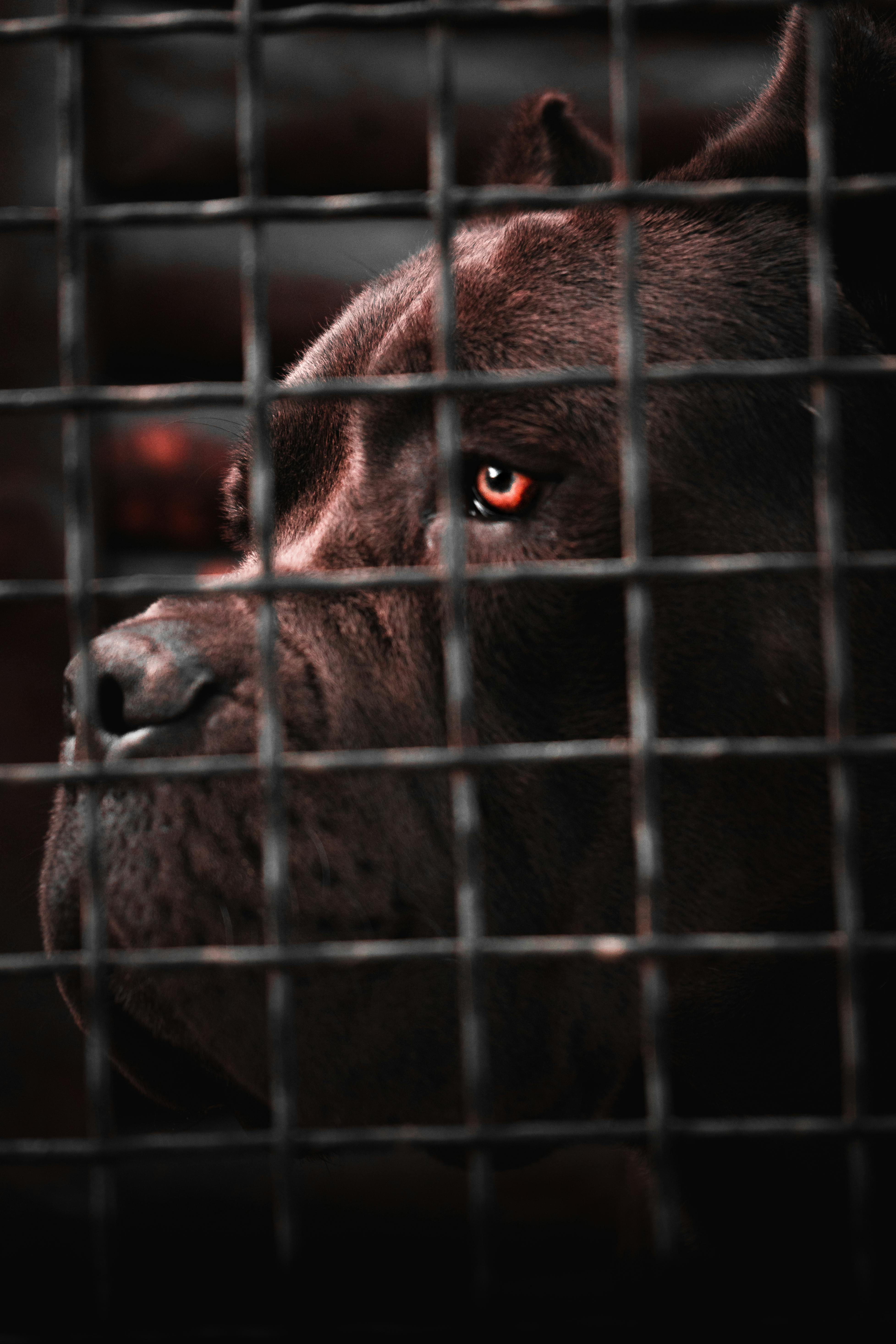 Cane Corso ve Yavrusunun Bakımı: Özellikler, Eğitim ve Sağlık Rehberi
