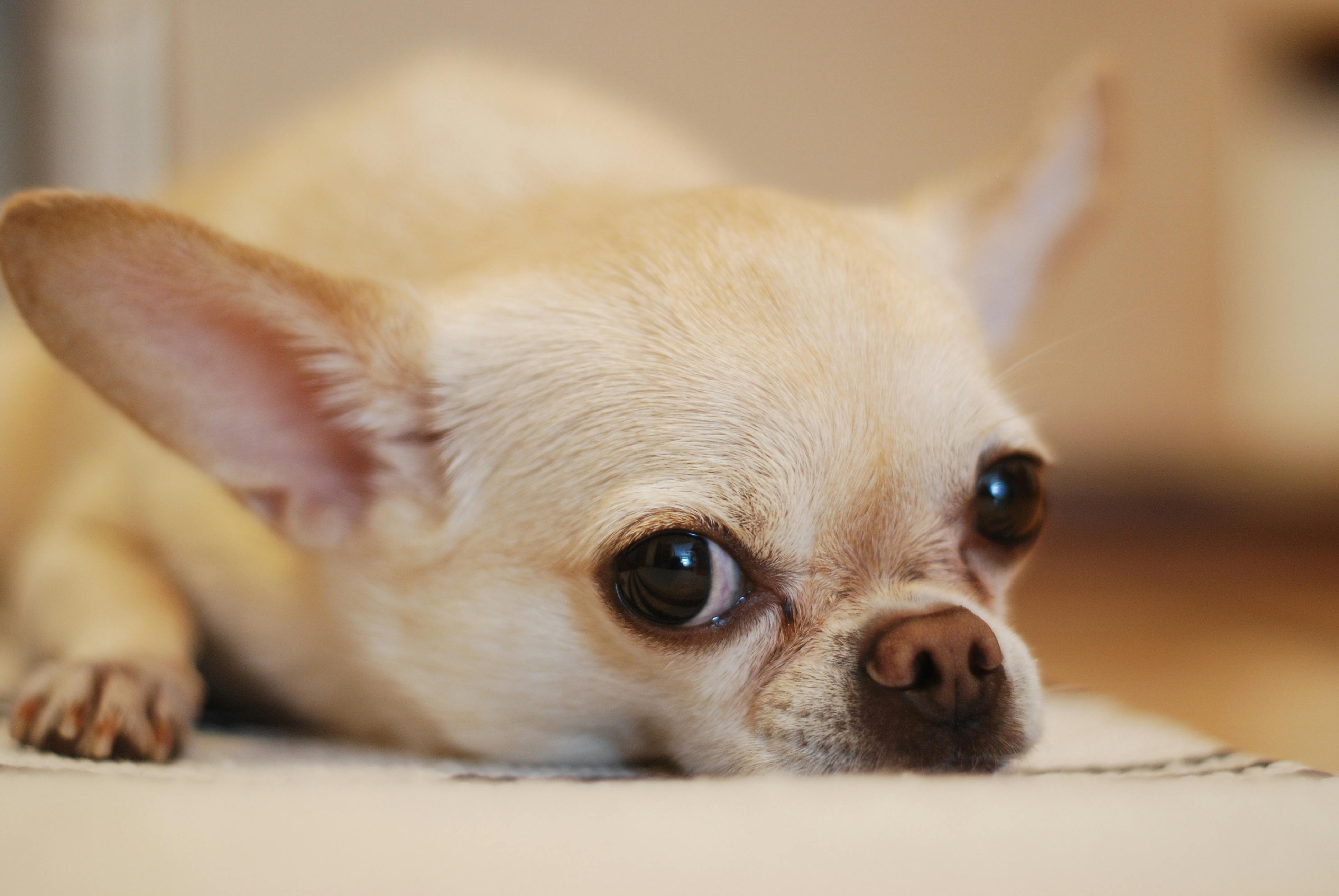 Chihuahua Irkı Hakkında Bilgiler: Satılık Chihuahua ve Ücretsiz Sahiplendirme İmkanları