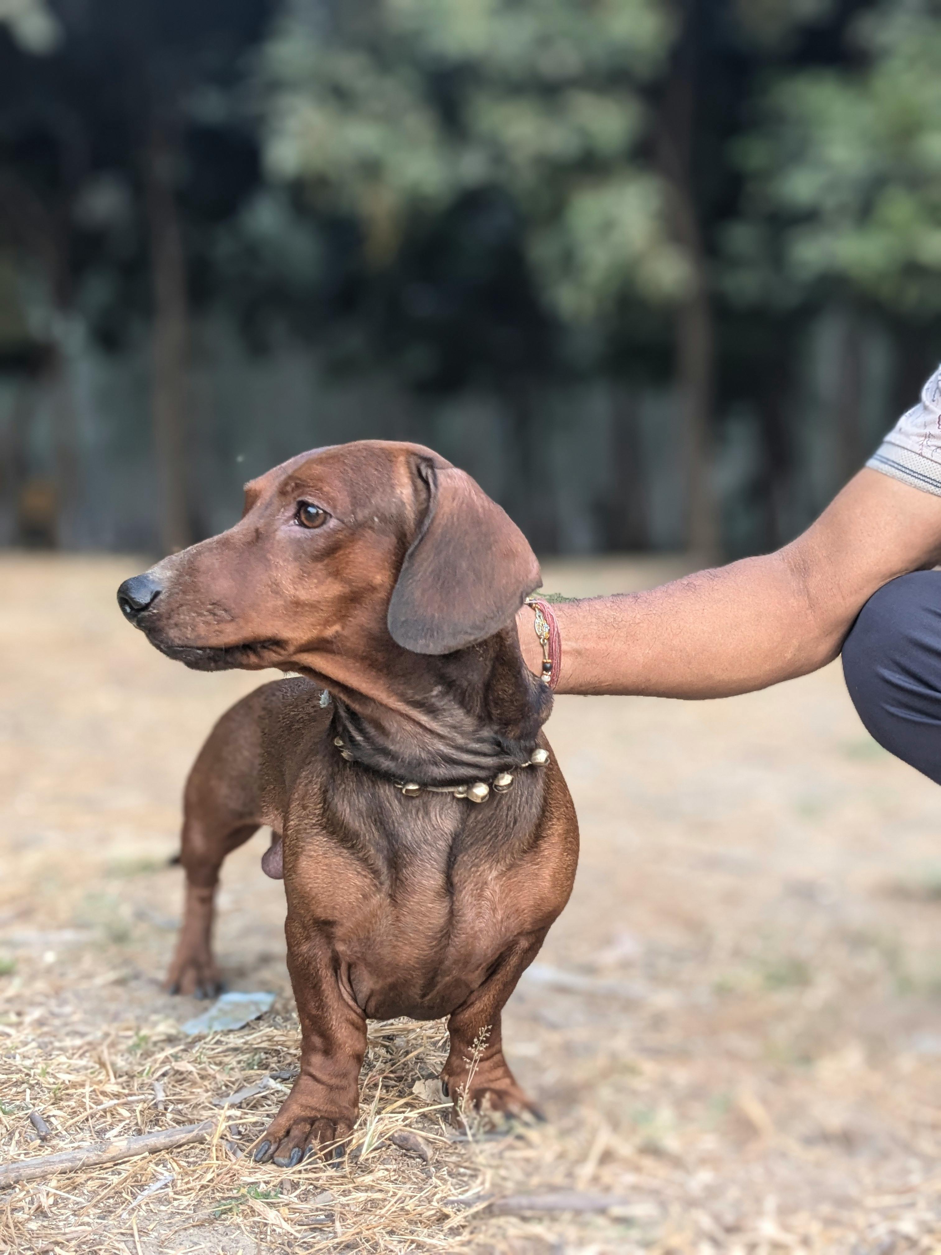 Dachshund ve Yavrusu: Sadakat ve Sevimliliğin Buluştuğu Nadir Bir Irk